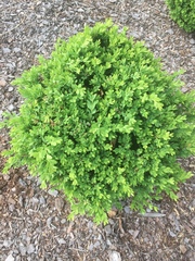 Buxus microphylla