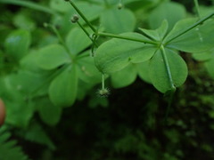 Galium kamtschaticum