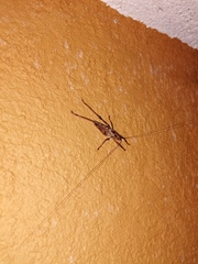 Ancistrocercus circumdatus