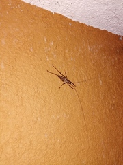 Ancistrocercus circumdatus