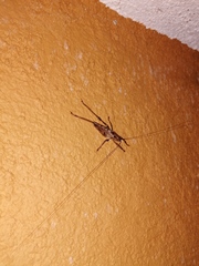 Ancistrocercus circumdatus