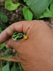 Melampodium linearilobum