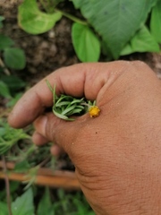 Melampodium linearilobum