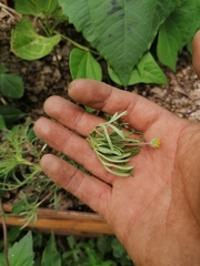 Melampodium linearilobum