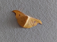 Tridrepana lunulata