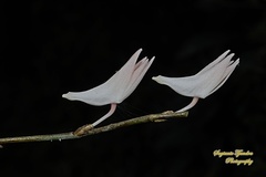 Dendrobium crumenatum