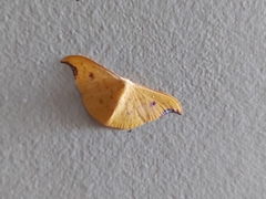 Tridrepana lunulata