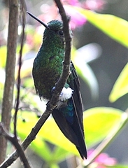 Eriocnemis cupreoventris