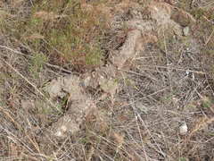 Thomomys talpoides