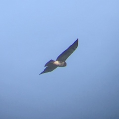 Buteo swainsoni