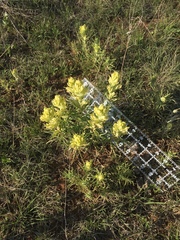 Castilleja citrina
