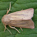 Small Wainscot - Photo (c) Tony Morris, some rights reserved (CC BY-NC)
