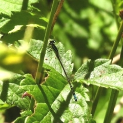 Ischnura perparva