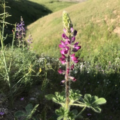Lupinus hirsutissimus