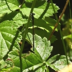 Ischnura perparva