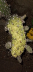 Opuntia decumbens