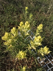 Castilleja citrina