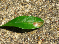 Parectopa bumeliella