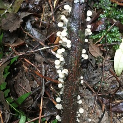 Roridomyces austrororidus