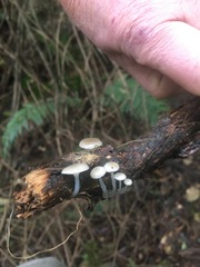 Roridomyces austrororidus