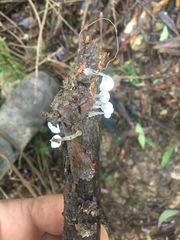Roridomyces austrororidus