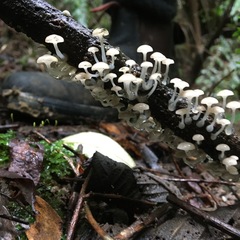 Roridomyces austrororidus