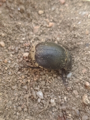 Phyllophaga lanceolata