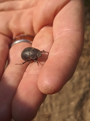 Phyllophaga lanceolata
