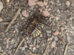 Phyllophaga lanceolata