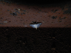 Conchylodes platinalis