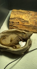 Varanus exanthematicus