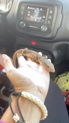 Varanus exanthematicus