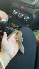 Varanus exanthematicus