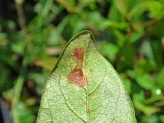 Parectopa bumeliella