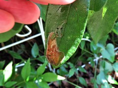 Parectopa bumeliella