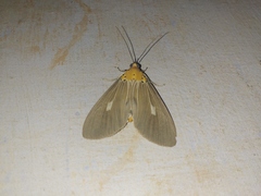 Asota canaraica