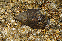 Planaxis sulcatus
