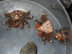 Phyllolithodes papillosus