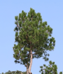 Pinus roxburghii