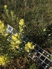 Castilleja citrina
