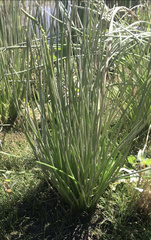 Triglochin maritima