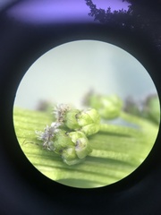 Triglochin maritima