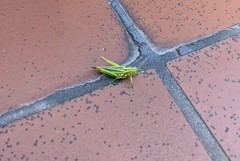 Hesperotettix viridis