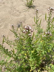 Polanisia dodecandra dodecandra