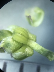 Triglochin maritima