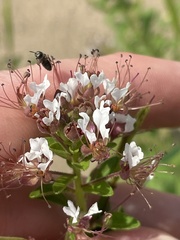 Polanisia dodecandra dodecandra