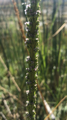 Triglochin maritima