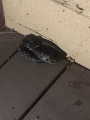 Pantherophis obsoletus