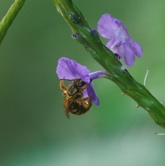 Mellitidia tomentifera