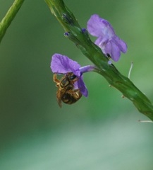 Mellitidia tomentifera
